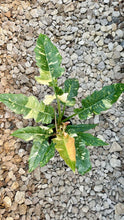 Load image into Gallery viewer, Ring of Fire Philodendron