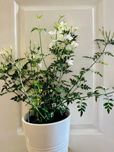 Load image into Gallery viewer, Common jasmine (jasminum officinale)