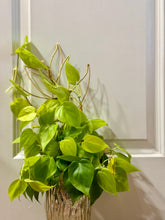 Load image into Gallery viewer, Lemon lime Philodendron (Philodendron Hederaceum Lemon Lime)