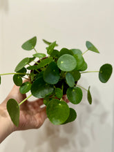 Load image into Gallery viewer, Chinese Money Plant (Pilea Peperomioides)