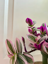 Load image into Gallery viewer, Tradescantia Nanouk (Tradescantia B. Variegata)