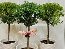 Load image into Gallery viewer, Heirloom Myrtle Topiary (Myrtus Communis)