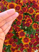 Load image into Gallery viewer, Mums