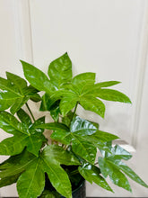Load image into Gallery viewer, Japanese Aralia (Fatsia Japonica Variegata)