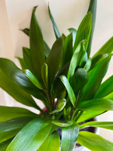 Load image into Gallery viewer, Good Luck Plant (Cordyline glauca)