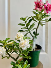 Load image into Gallery viewer, Grafted Desert rose (Adenium Obesum)