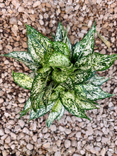 Load image into Gallery viewer, Sparkling Snow Chinese Evergreen (Aglaonema)