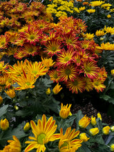 Load image into Gallery viewer, Mums