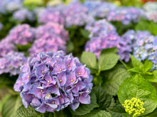 Load image into Gallery viewer, Hydrangeas