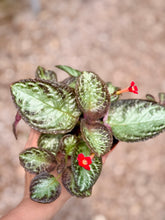 Load image into Gallery viewer, Flame violet (Episcia Cupreata)