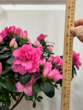 Load image into Gallery viewer, Florist Azaleas (Rhododendron simsii )