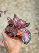 Load image into Gallery viewer, Flame violet (Episcia Cupreata)