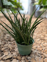 Load image into Gallery viewer, Sansevieria Fernwood