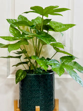 Load image into Gallery viewer, Japanese Aralia (Fatsia Japonica Variegata)