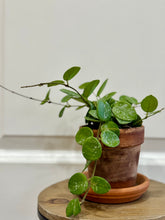 Load image into Gallery viewer, Hoya Mathilde Spalsh