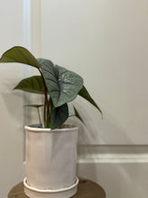 Load image into Gallery viewer, Alocasia sp. “Platinum”