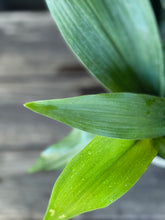 Load image into Gallery viewer, Cast Iron Plant (Aspidistra elatior)