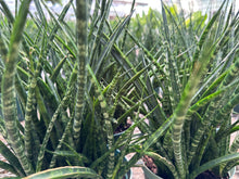 Load image into Gallery viewer, Sansevieria Fernwood