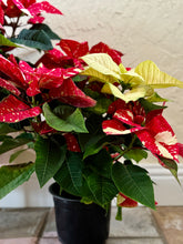 Load image into Gallery viewer, Sparkle poinsettias