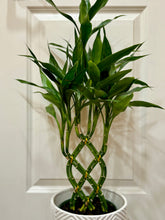 Load image into Gallery viewer, Lucky bamboo (Dracaena sanderiana)
