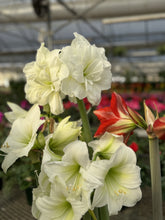 Load image into Gallery viewer, Amaryllis