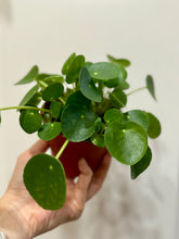 Load image into Gallery viewer, Chinese Money Plant (Pilea Peperomioides)
