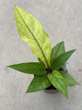 Load image into Gallery viewer, Anthurium Hookeri Mint