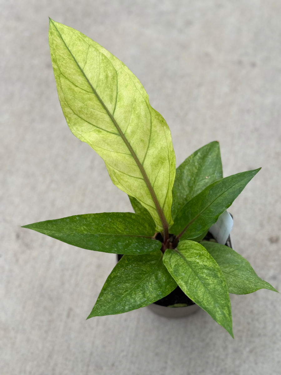 anthurium hookeri care Anthurium Hookeri Mint – Happy Sunrize
