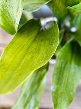 Load image into Gallery viewer, Cast Iron Plant (Aspidistra elatior)