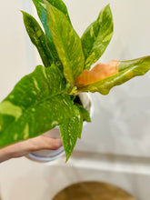 Load image into Gallery viewer, Ring of Fire Philodendron