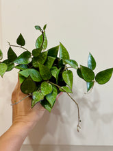 Load image into Gallery viewer, Hoya Verticillata “black margin”