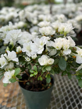 Load image into Gallery viewer, Florist Azaleas (Rhododendron simsii )