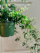Load image into Gallery viewer, Pink jasmine (Jasminum polyanthum)