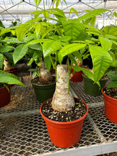 Load image into Gallery viewer, Money Tree (Pachira)