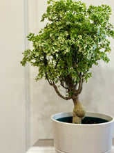 Load image into Gallery viewer, Ming Aralia (Polyscias fruticosa)