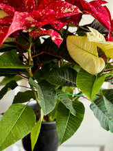 Load image into Gallery viewer, Sparkle poinsettias