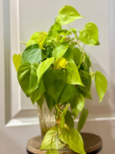 Load image into Gallery viewer, Lemon lime Philodendron (Philodendron Hederaceum Lemon Lime)