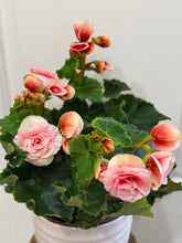 Load image into Gallery viewer, Rieger Begonias