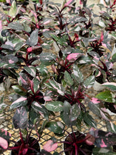 Load image into Gallery viewer, Pink Princess Philodendron