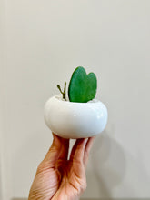 Load image into Gallery viewer, Classic Sweetheart Hoya (Hoya Kerrii)