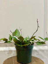 Load image into Gallery viewer, Hoya Verticillata “black margin”