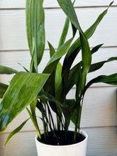 Load image into Gallery viewer, Cast Iron Plant (Aspidistra elatior)