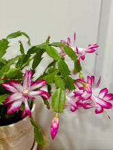 Load image into Gallery viewer, Holiday Cactus