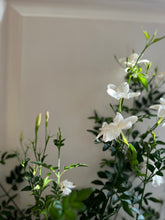 Load image into Gallery viewer, Common jasmine (jasminum officinale)
