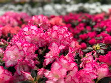 Load image into Gallery viewer, Florist Azaleas (Rhododendron simsii )