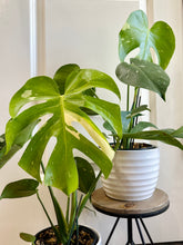 Load image into Gallery viewer, Monstera Thai Constellation