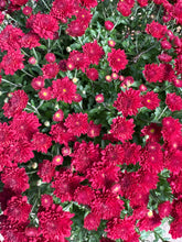 Load image into Gallery viewer, Mums