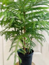 Load image into Gallery viewer, Norfolk Pine