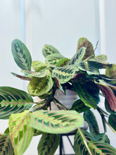 Load image into Gallery viewer, Red Prayer Plant (Maranta Leuconeura)