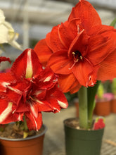 Load image into Gallery viewer, Amaryllis
